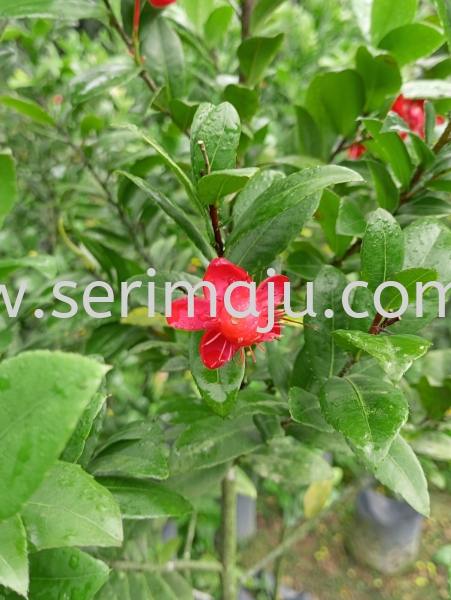 Ochna Kirkii