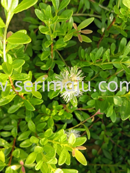 Syzygium Buxifolium