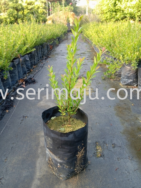 Syzygium Buxifolium