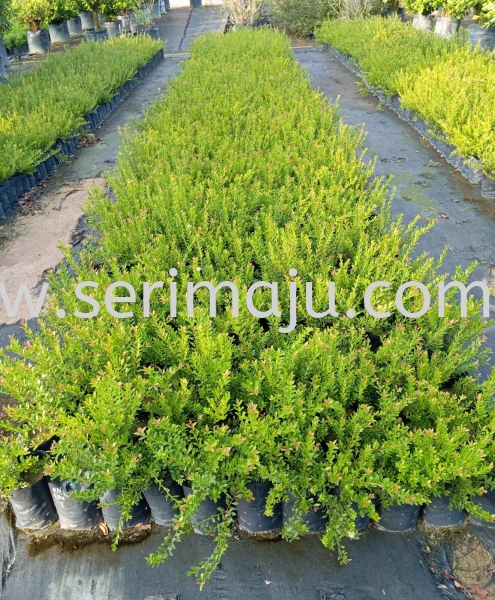 Syzygium Buxifolium