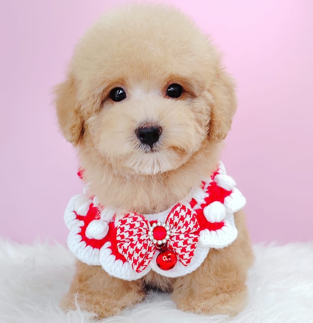 Poodle 娉拌开璐靛