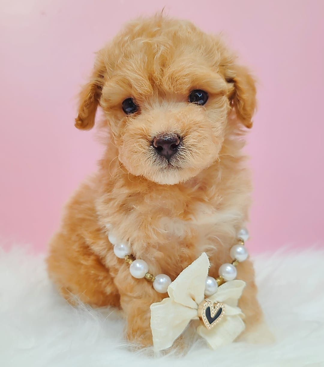 Maltipoo 马尔泰迪