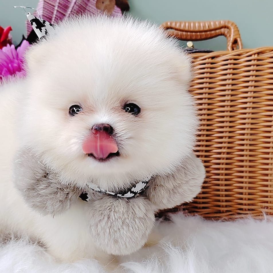 Pomeranian 博美
