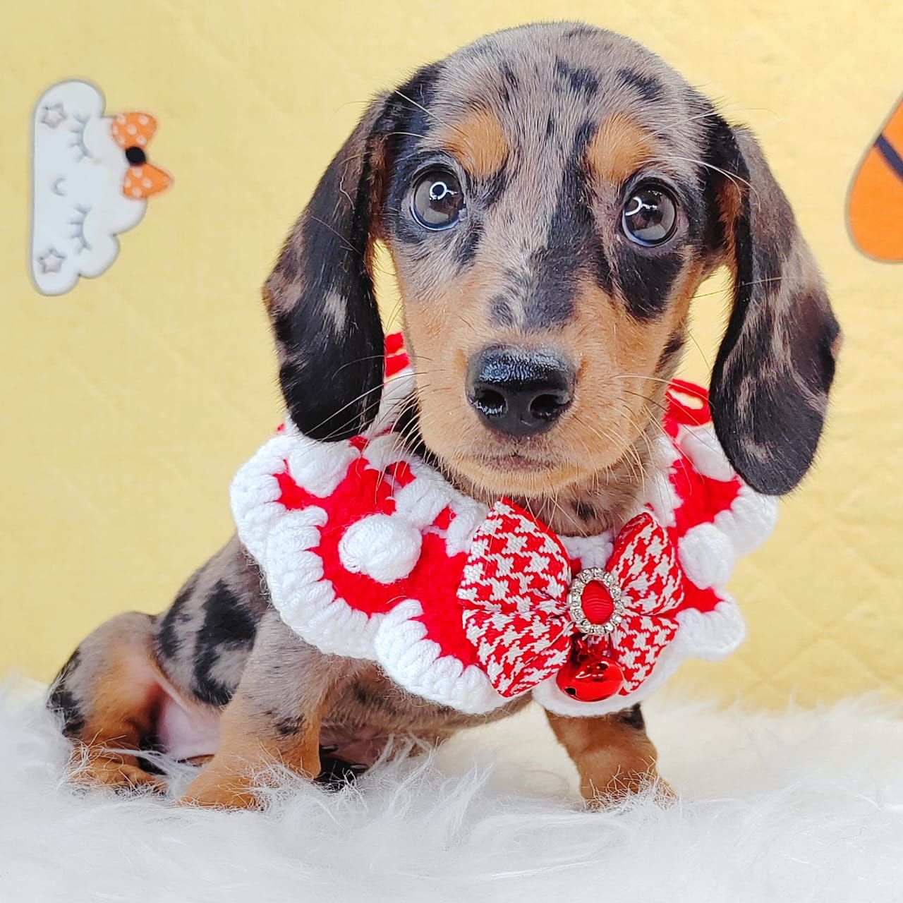 Dachshund 腊肠狗