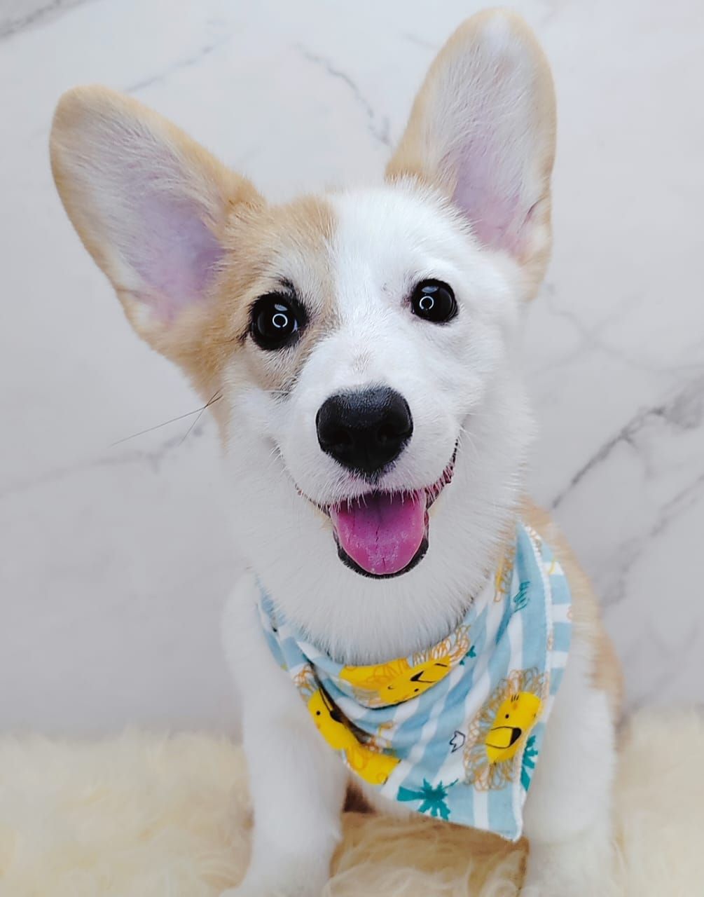  Welsh Corgi 柯基