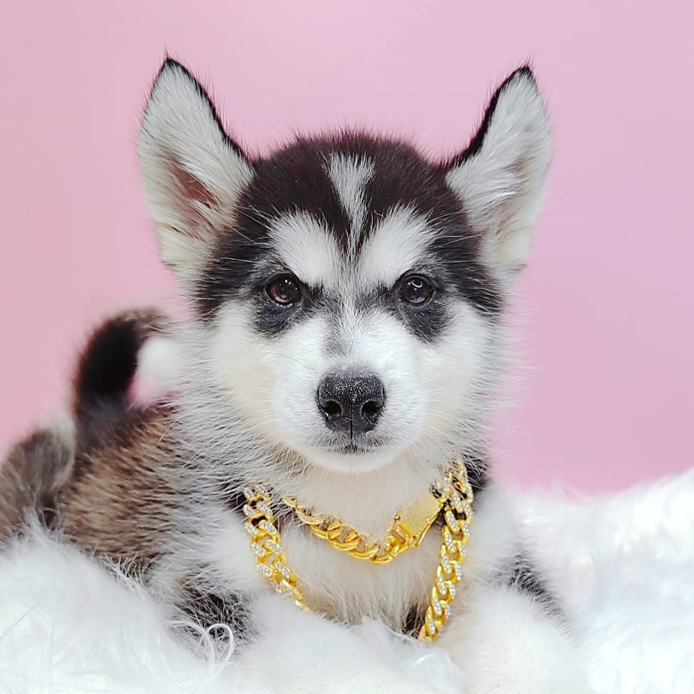 Alaskan Husky 阿拉斯加哈士奇