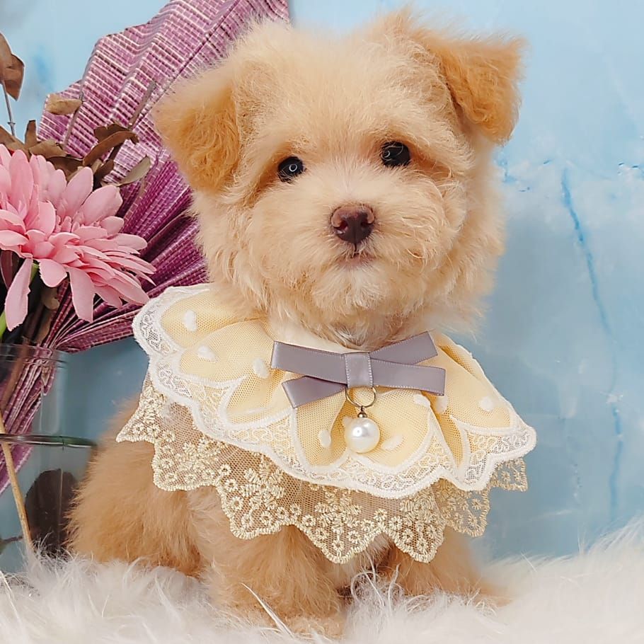 Maltipoo 马尔泰迪