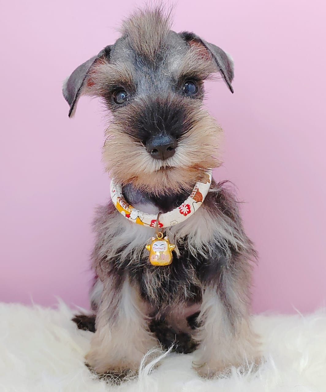 Schnauzer 雪纳瑞