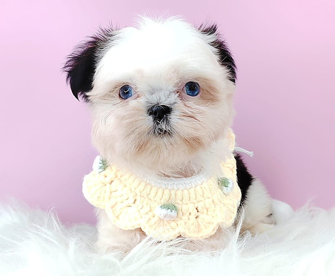 Shih Tzu 西施