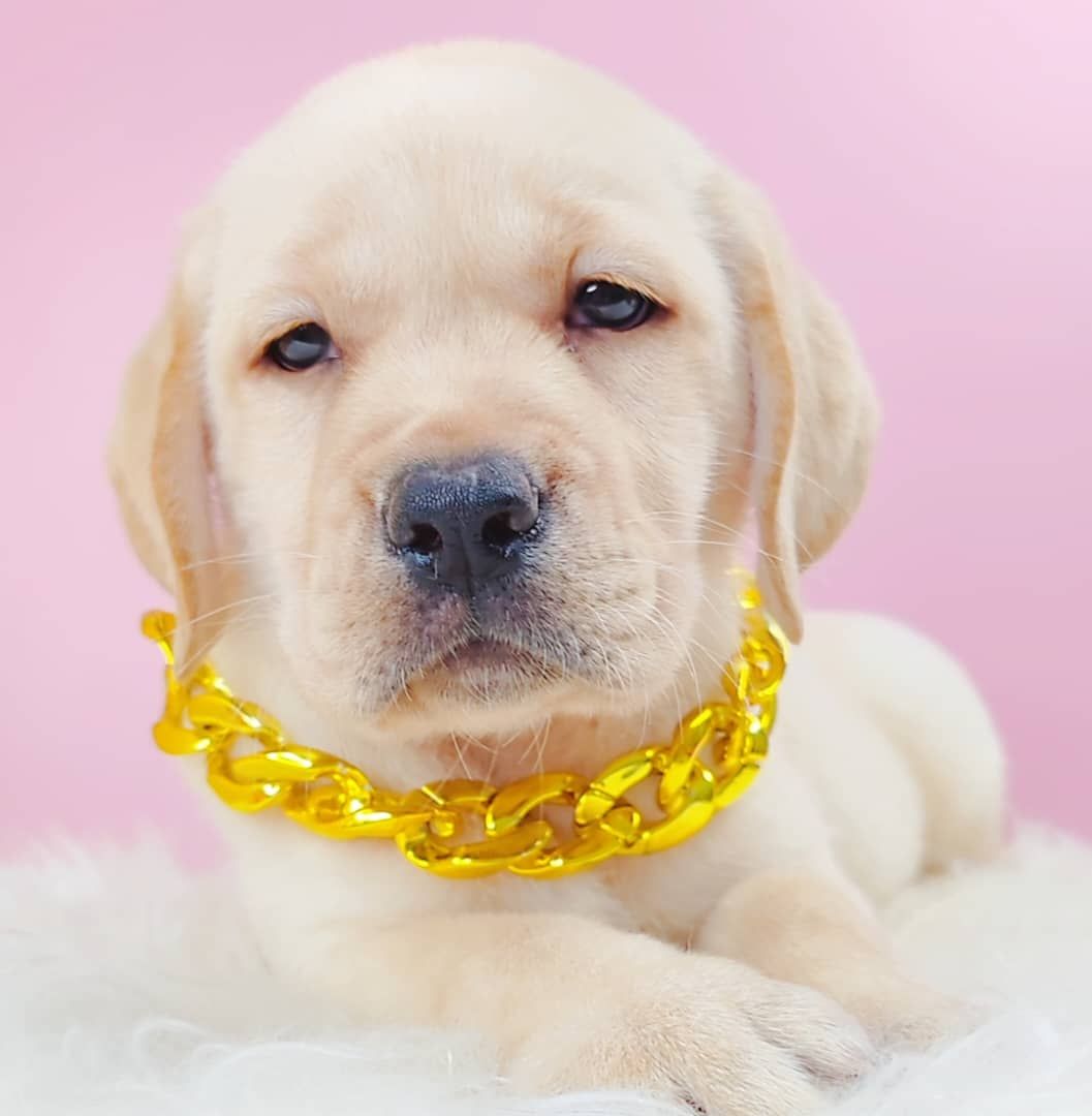 Labrador Retriever 拉布拉多