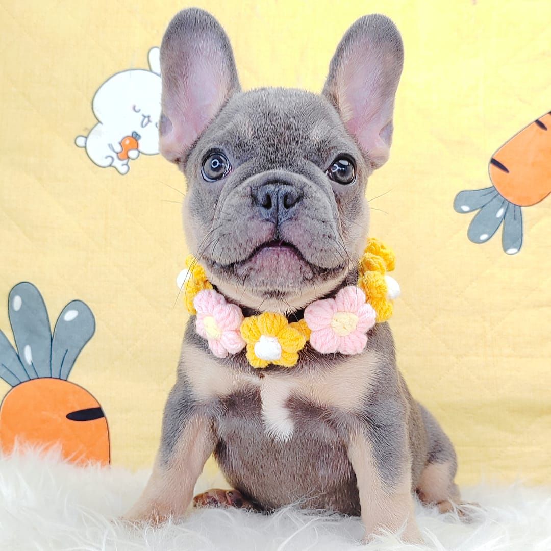 French Bulldog 法斗