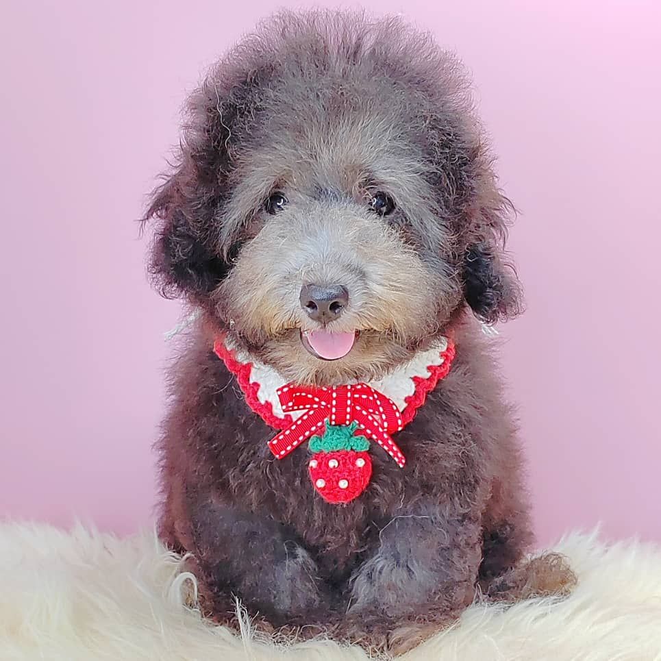 Poodle 娉拌开璐靛