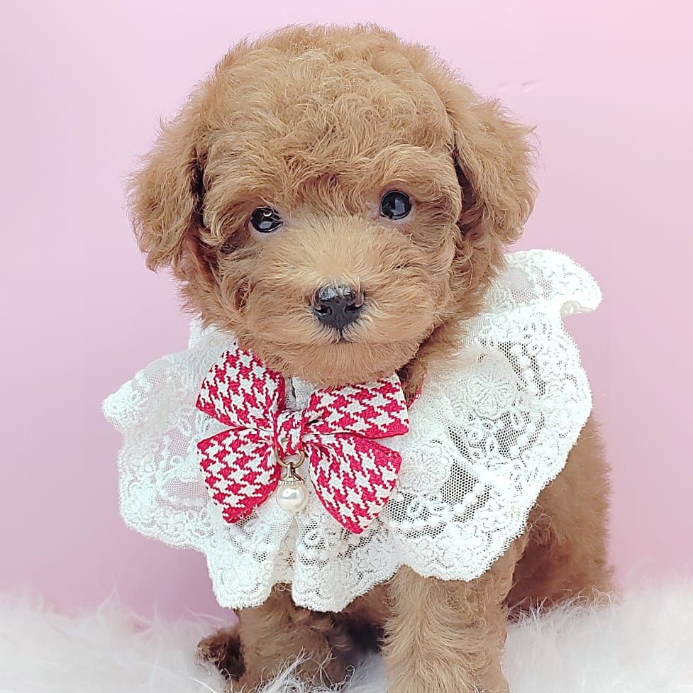 Poodle 娉拌开璐靛