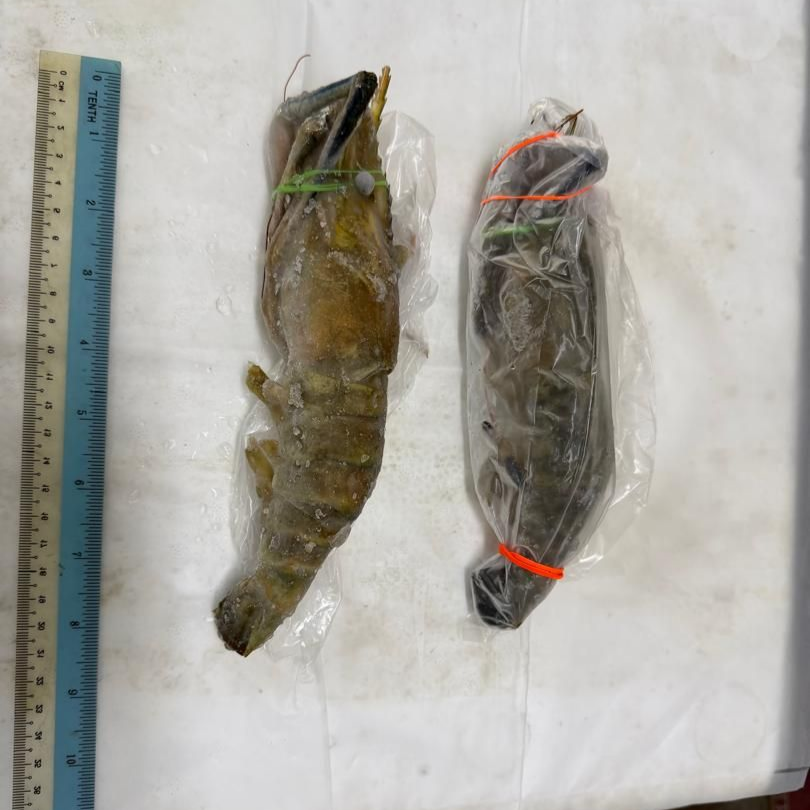 Scampi U10 Prawn