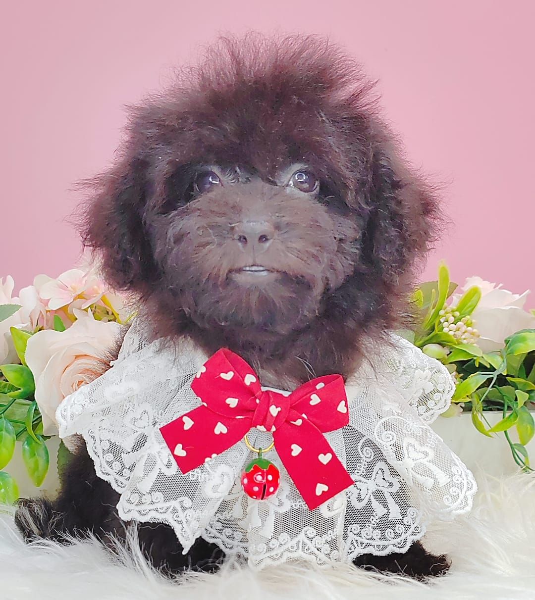 Poodle 娉拌开璐靛