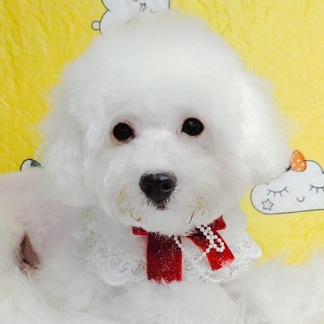 Bichon Frise 比熊