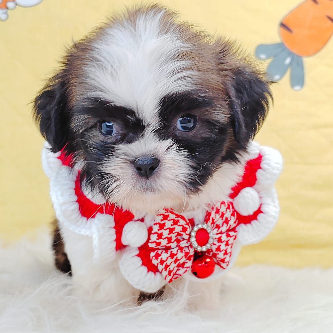 Shih Tzu 西施
