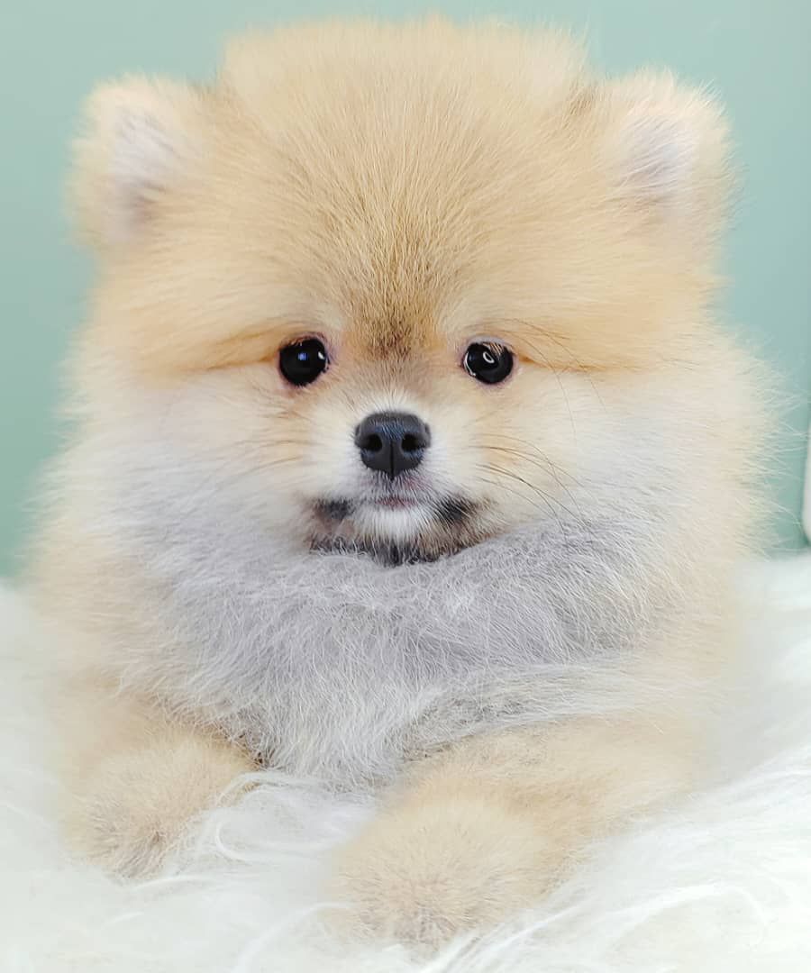Pomeranian 博美