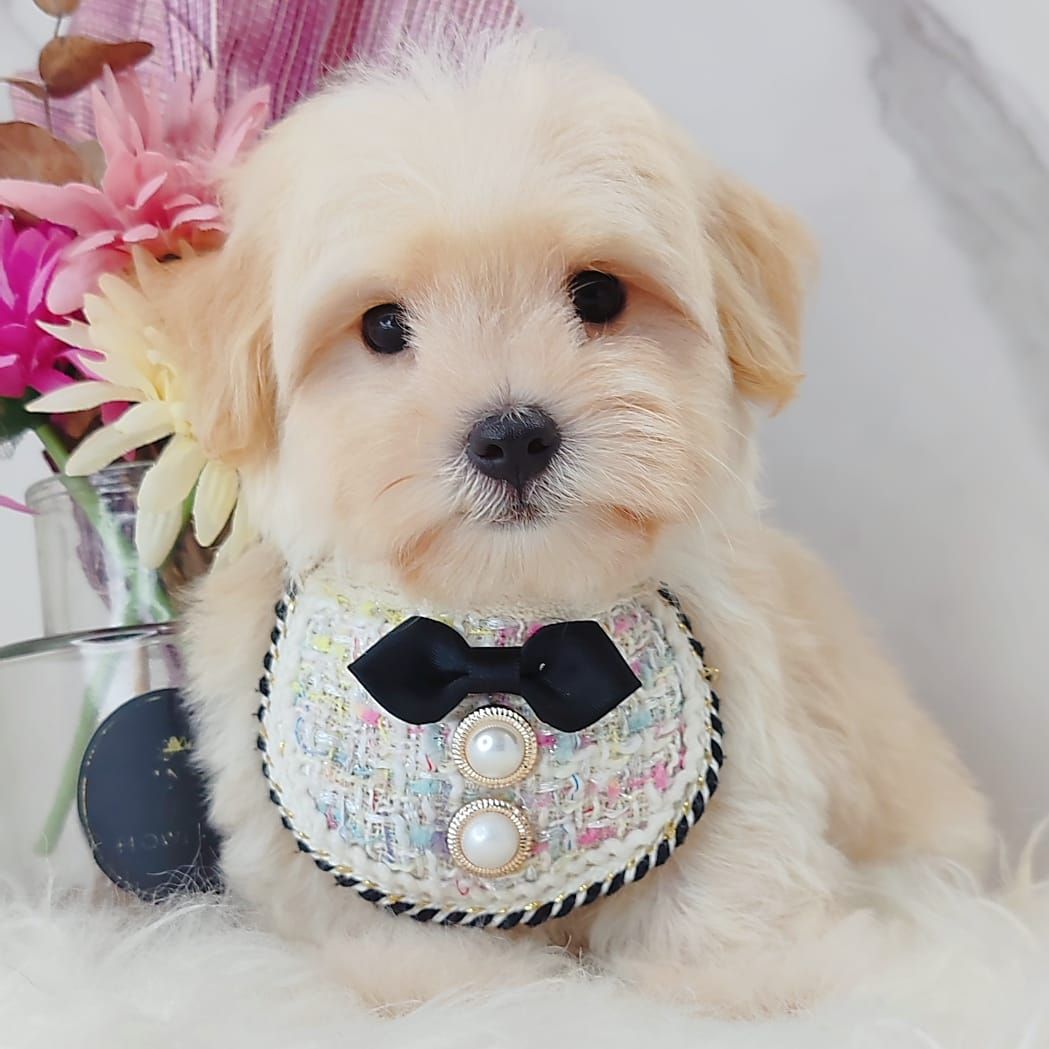 Maltipoo 马尔泰迪