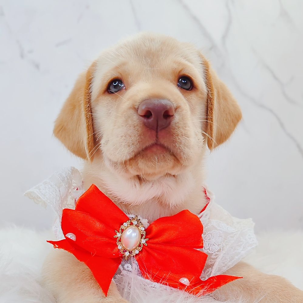 Labrador Retriever 拉布拉多