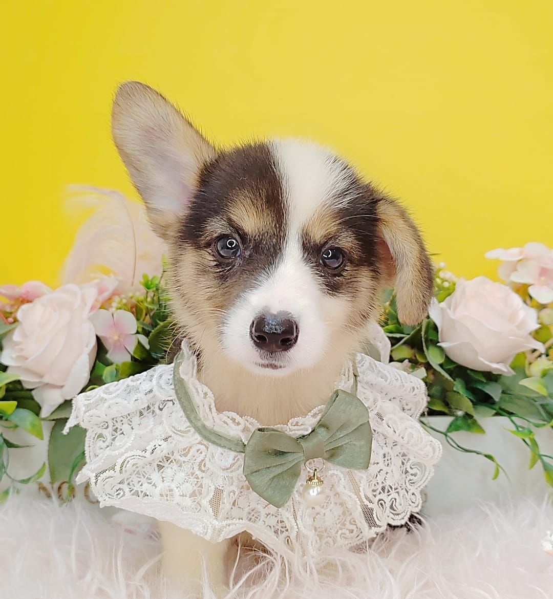 Welsh Corgi 柯基