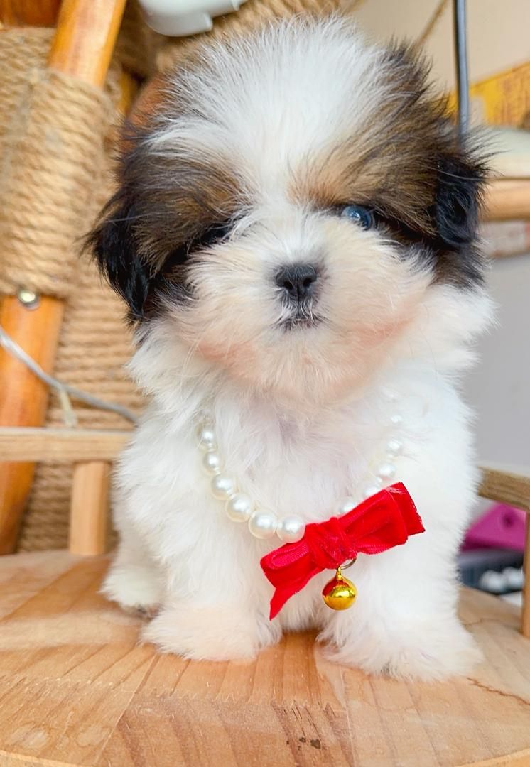 Shih Tzu 西施