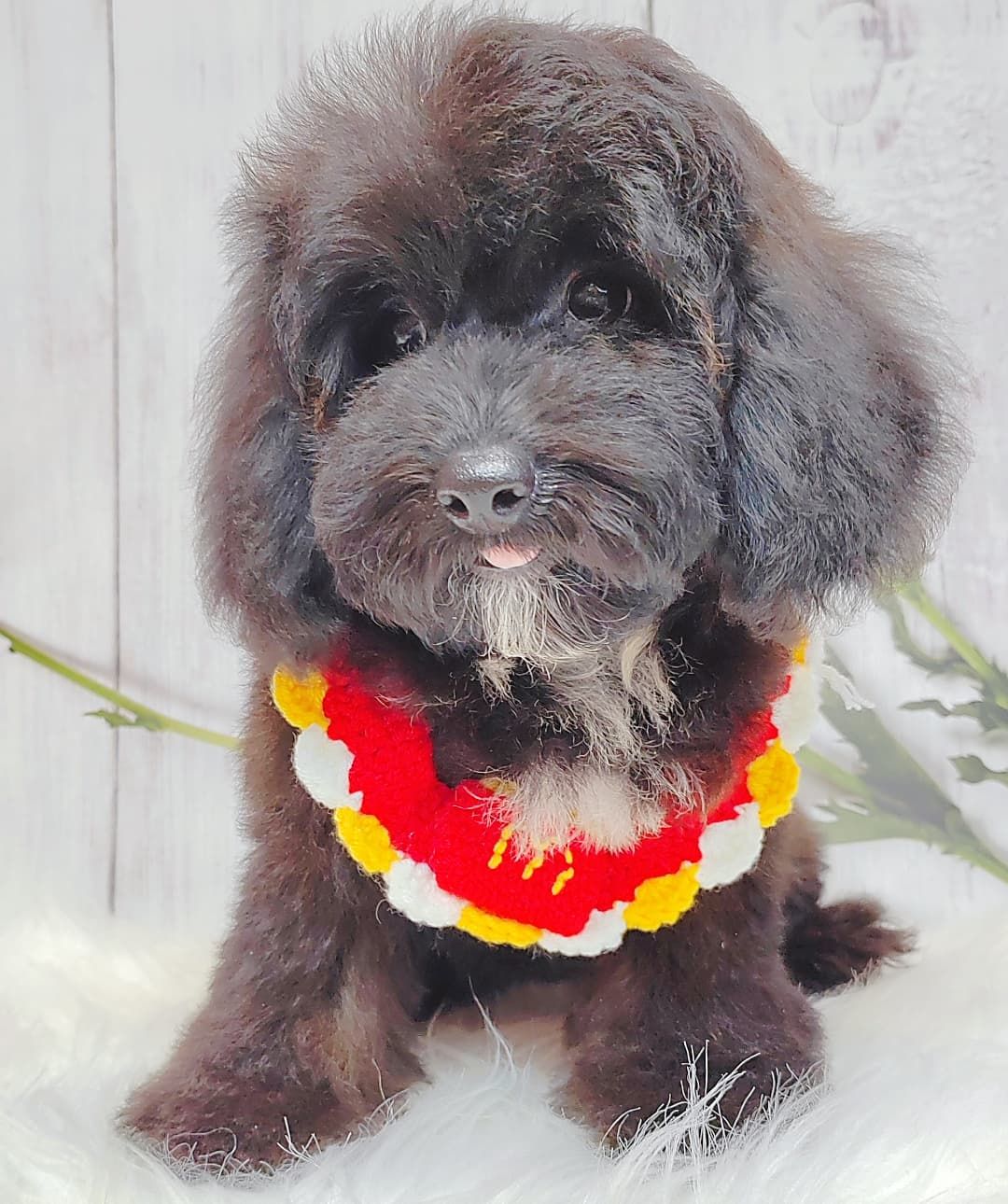Poodle 璐靛娉拌开