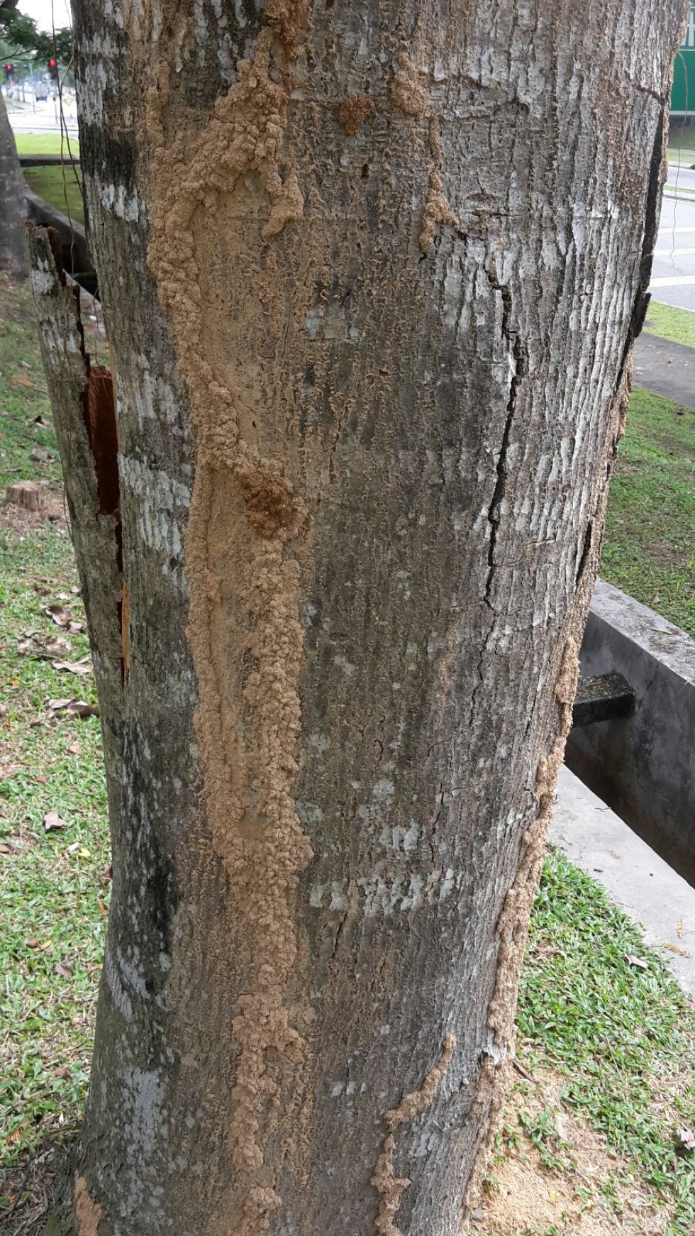 White ants Solution at Shah Alam , Selangor,  Kuala Lumpur,  Malaysia 