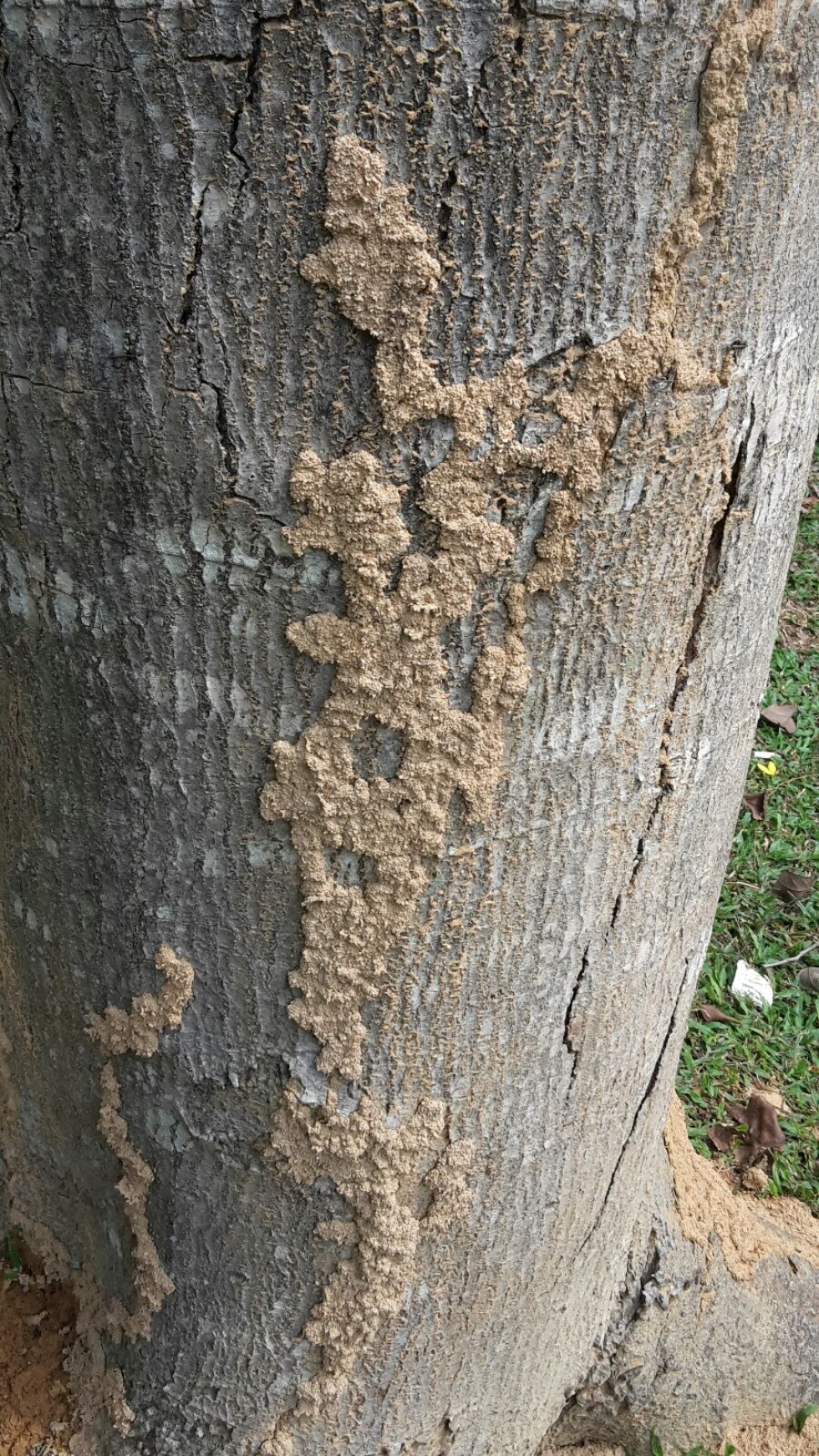 White ants Solution at Shah Alam , Selangor,  Kuala Lumpur,  Malaysia 