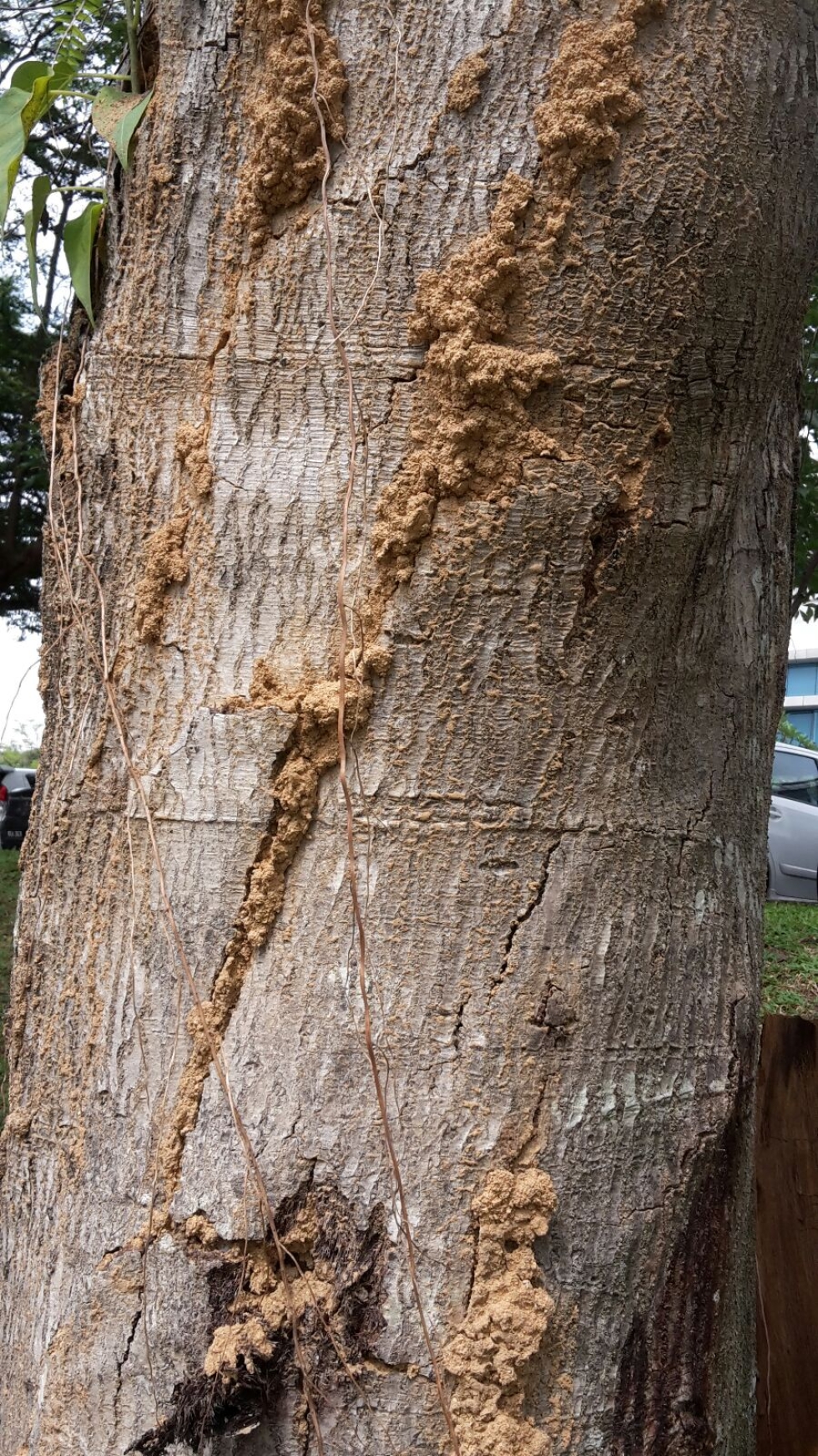 White ants Solution at Shah Alam , Selangor,  Kuala Lumpur,  Malaysia 