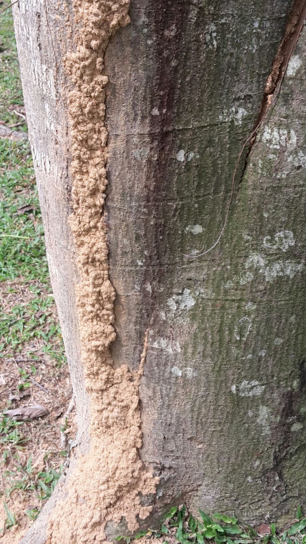 White ants Solution at Shah Alam , Selangor,  Kuala Lumpur,  Malaysia 