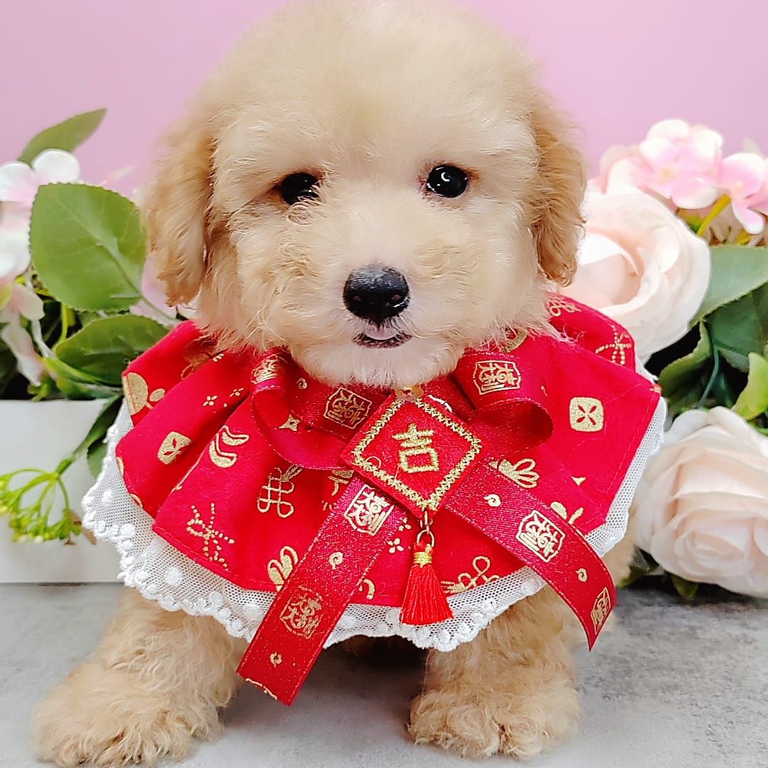  Poodle 娉拌开璐靛
