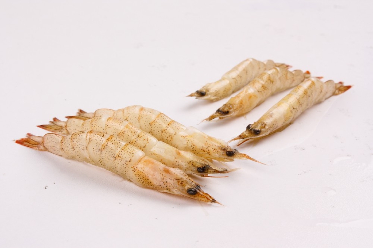 Ko Ebi (Thelly Shrimp)