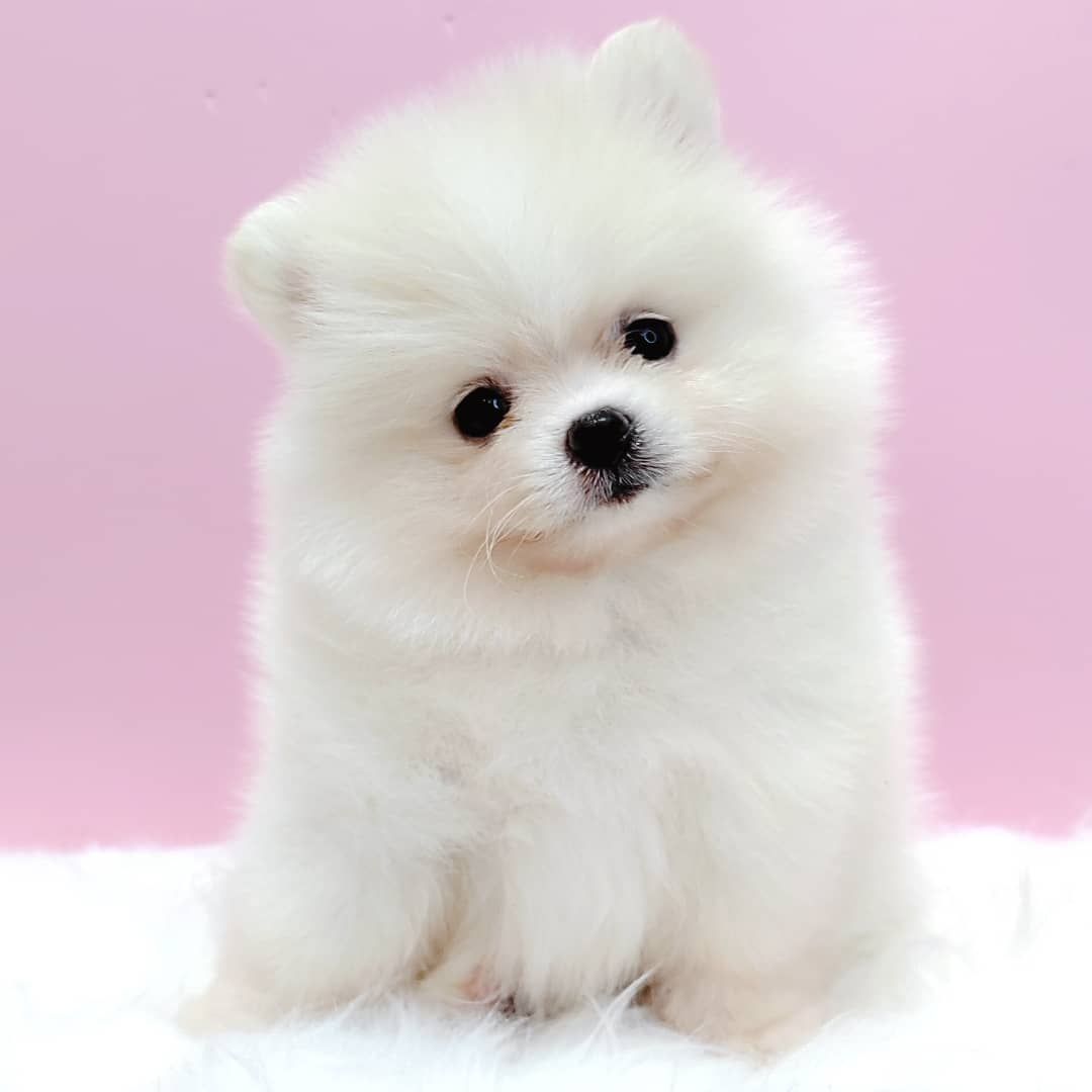Pomeranian 博美