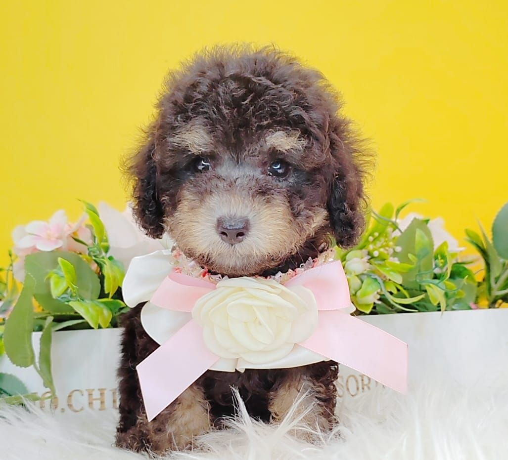 Poodle 娉拌开璐靛