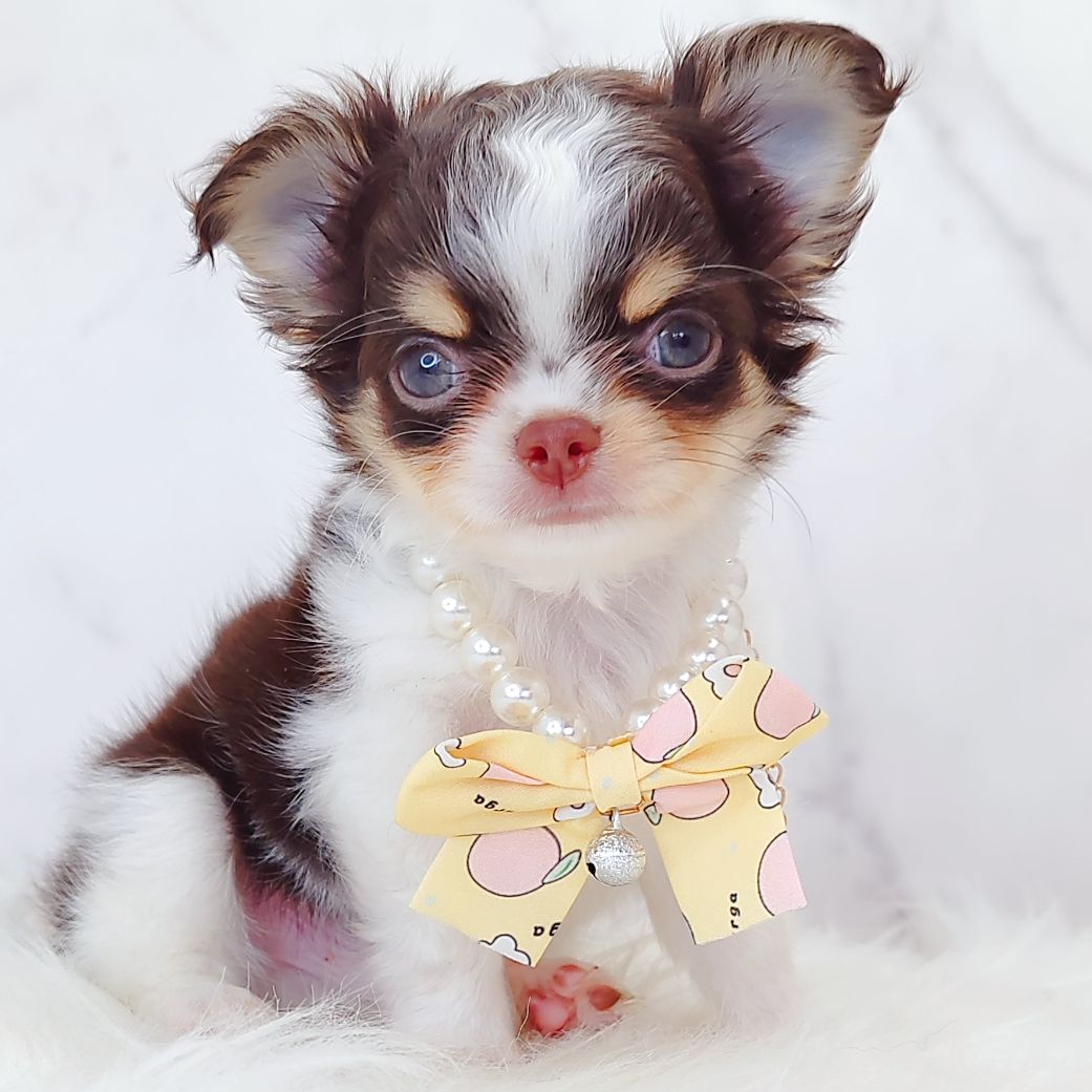 Chihuahua 吉娃娃