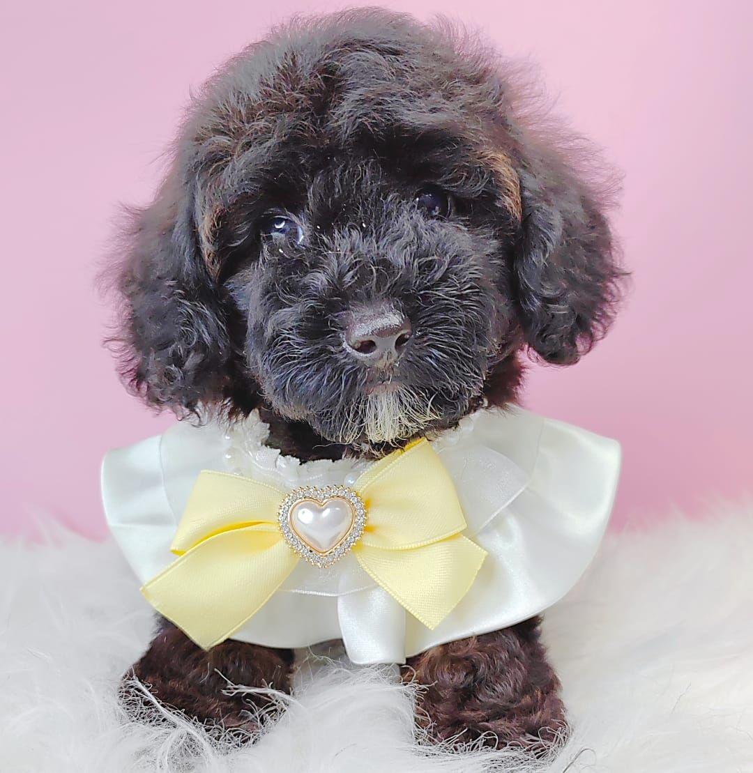 Poodle 娉拌开璐靛
