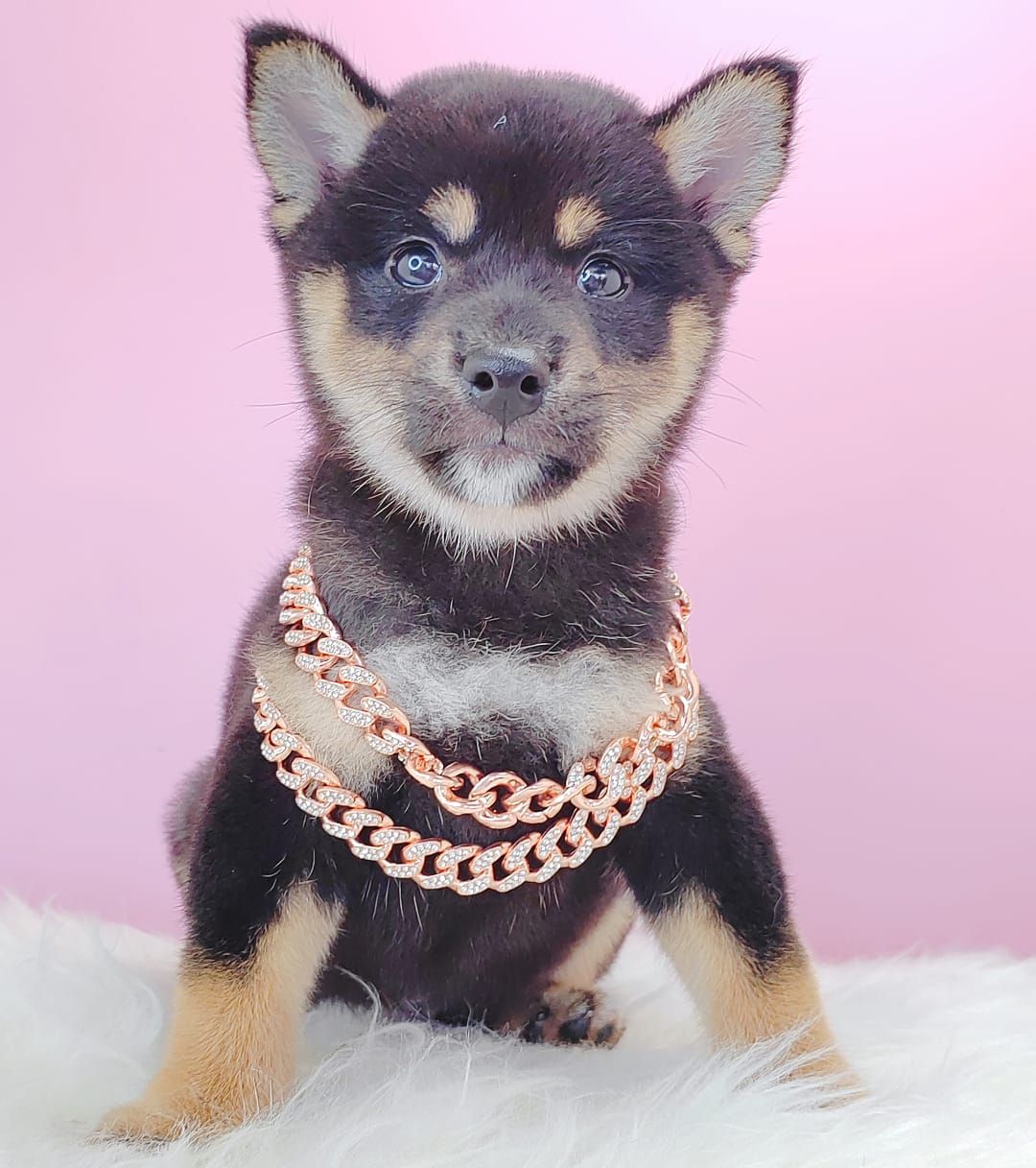 Shiba Inu 柴犬