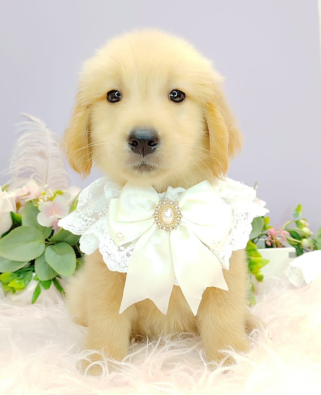 Golden Retriever 黄金猎犬