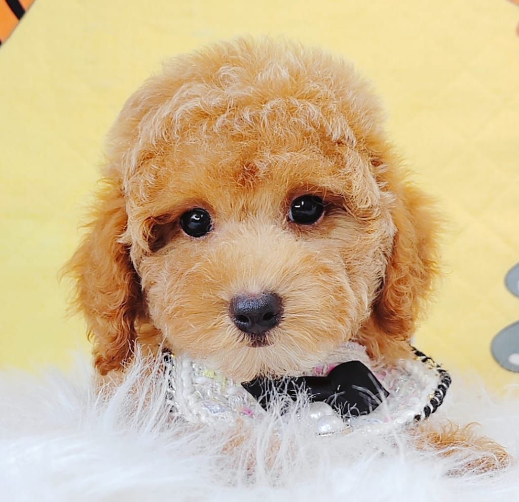 Poodle 娉拌开璐靛