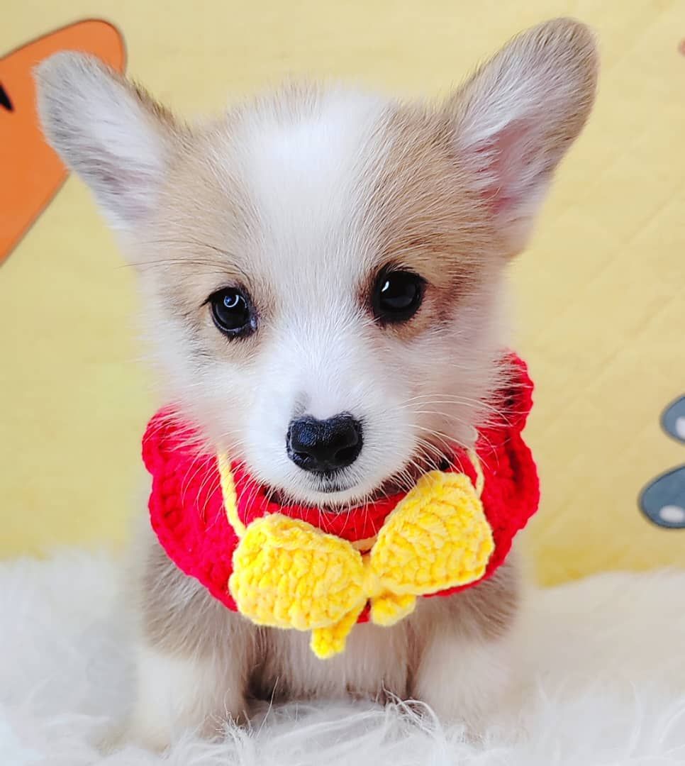 Corgi 柯基