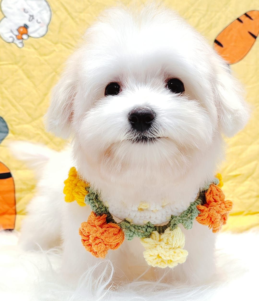 Maltese 马尔济斯