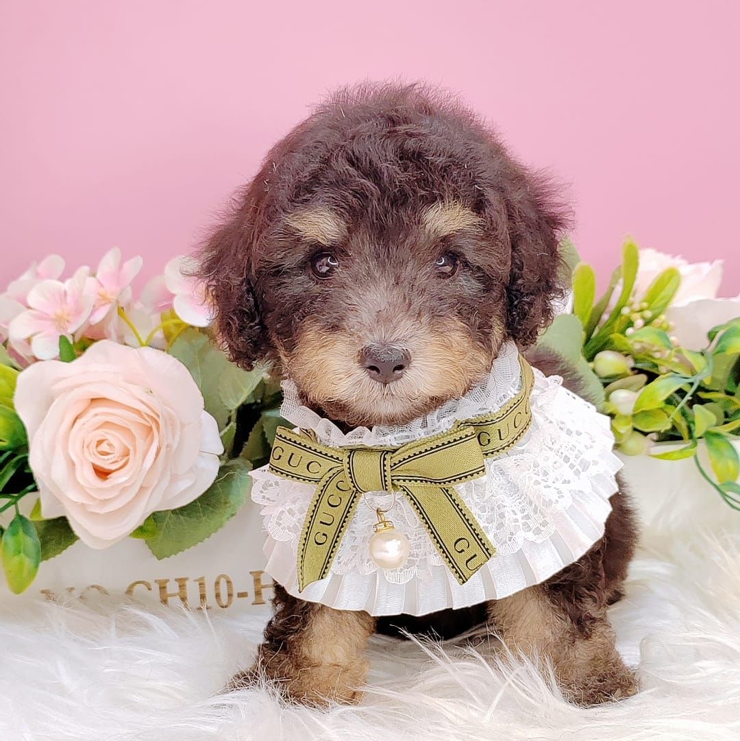 Poodle 娉拌开璐靛