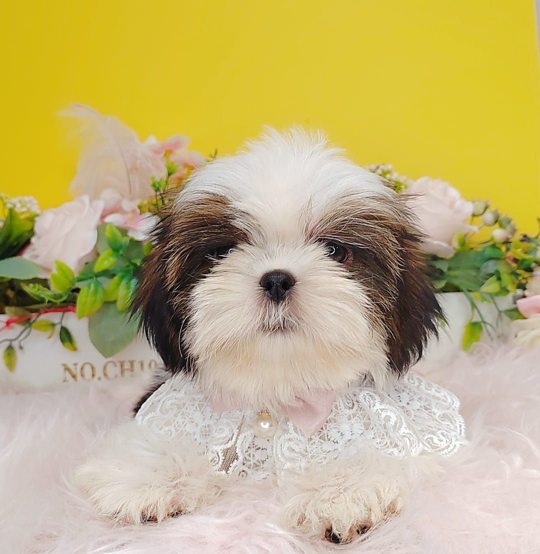 Shih Tzu 西施