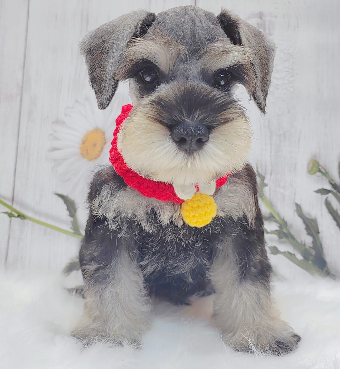 Schnauzer 雪纳瑞