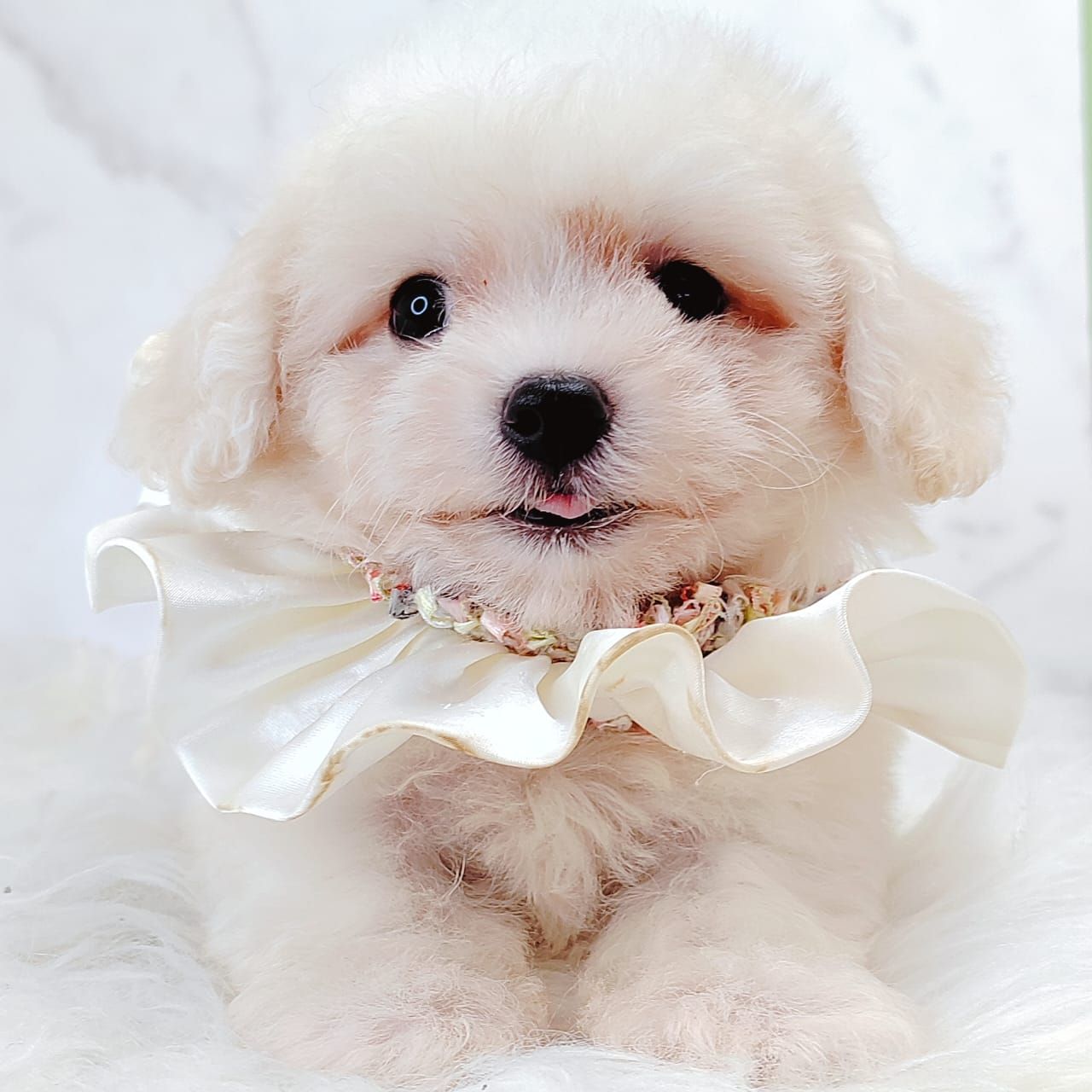 Bichonpoo 泰迪熊