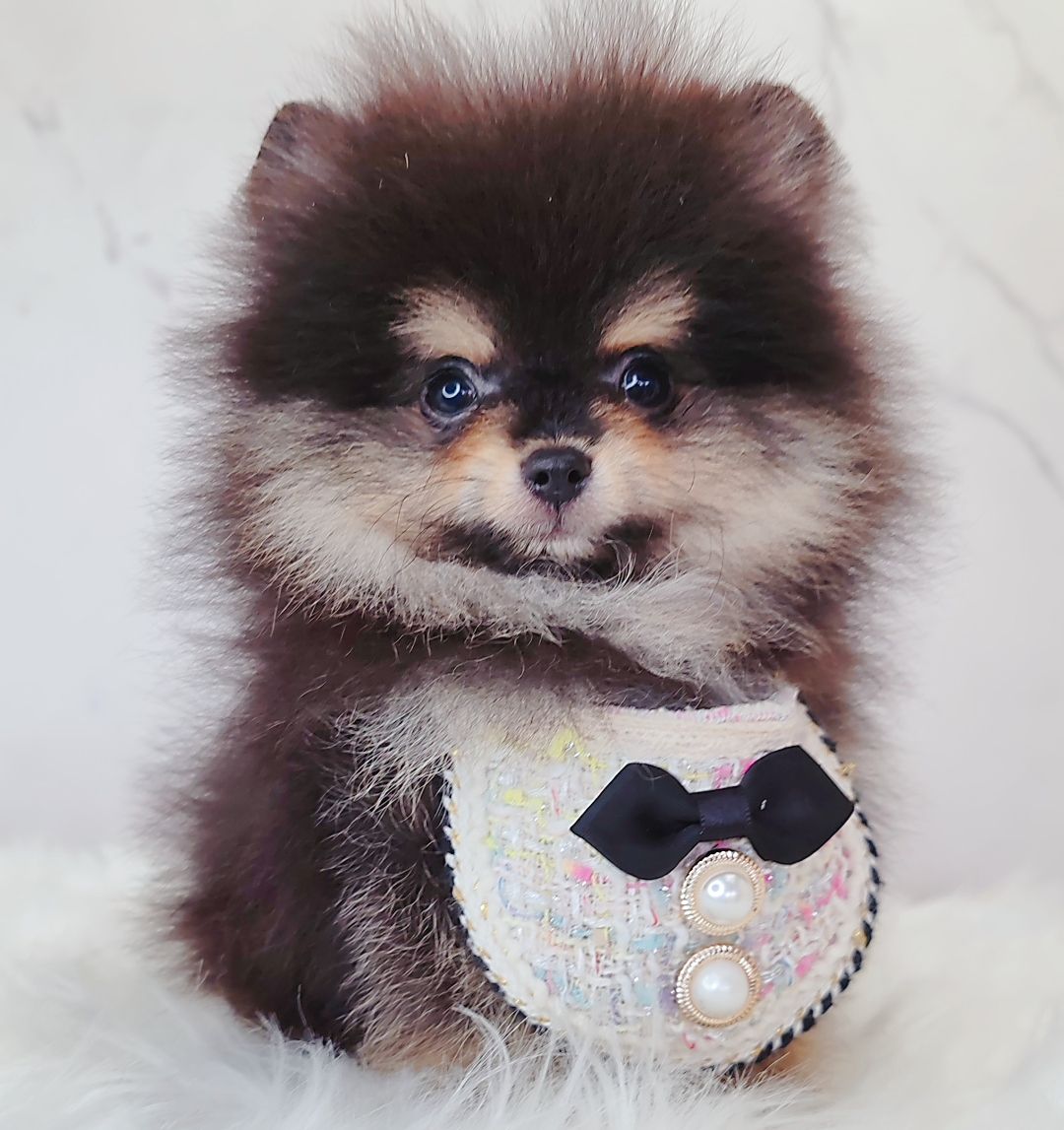 Pomeranian 博美