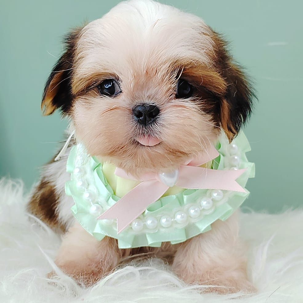 Shih Tzu 西施
