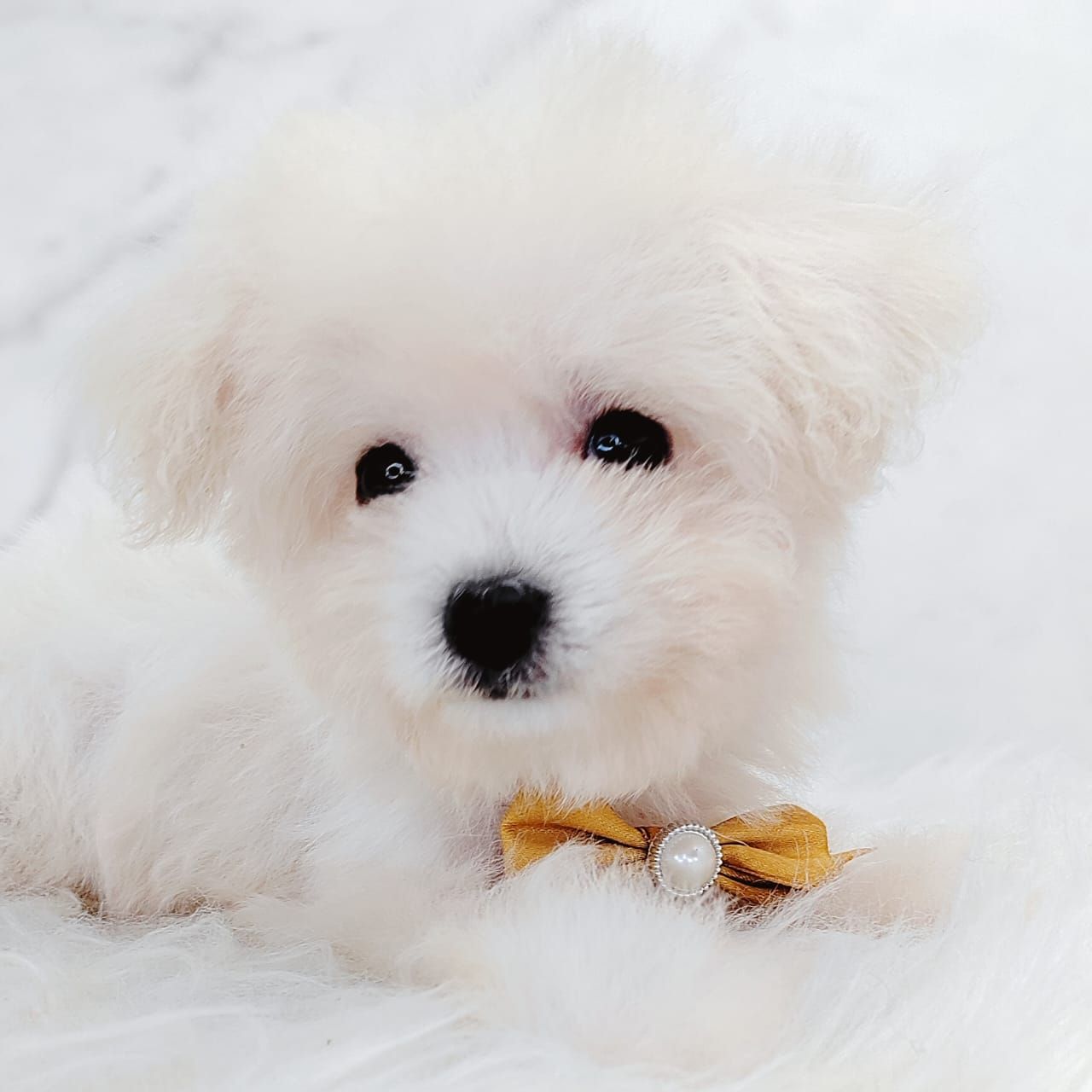 Poochon 泰迪熊