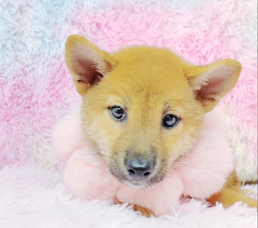 Shiba inu 柴犬